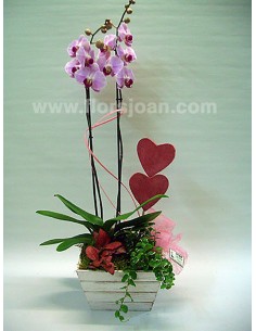 CESTA ORQUÍDEA SAN VALENTÍN