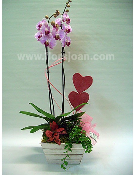 CESTA ORQUÍDEA SAN VALENTÍN