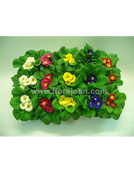 PLANTAS MATRIMONIOS