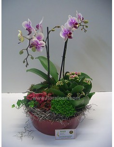 CESTA DE PLANTAS Nº 12