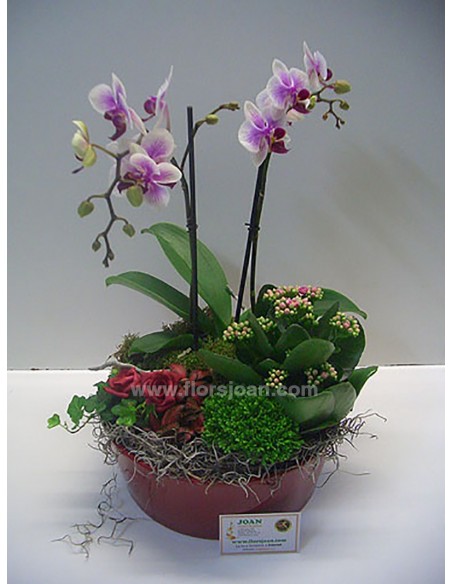 CESTA DE PLANTAS Nº 12