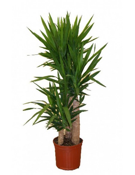 YUCA 3 TRONCOS