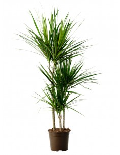 DRÁCENA MARGINATA 3 TRONCOS