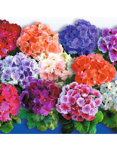 PRIMULA