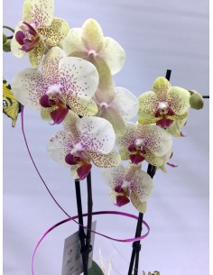 Comprar ORQUÍDEA CONCA DE BARBERÁ online Barcelona | Flors Joan 2