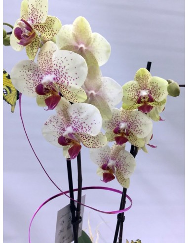 ORQUÍDEA CON BASE DE CERÁMICA