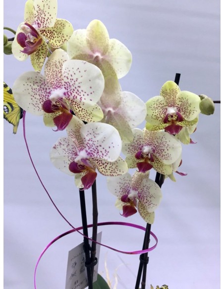 ORQUÍDEA CON BASE DE CERÁMICA