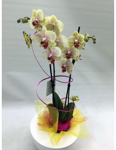 ORQUÍDEA CON BASE DE CERÁMICA