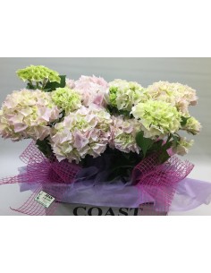 CESTA DE HORTENSIAS