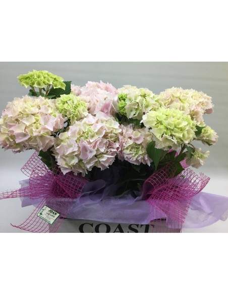 CESTA DE HORTENSIAS