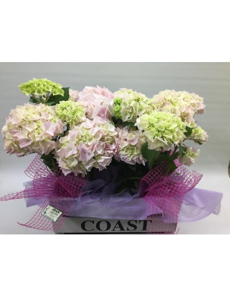 CESTA DE HORTENSIAS