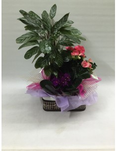 CESTA DE PLANTAS Nº 16