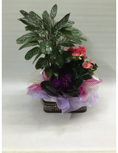 CESTA DE PLANTAS Nº 16