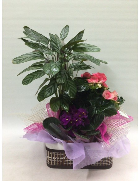 CESTA DE PLANTAS Nº 16