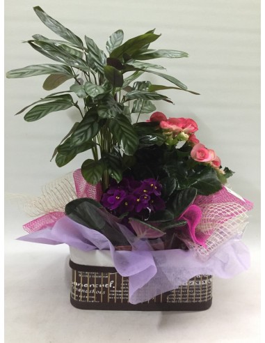 CESTA DE PLANTAS Nº 16