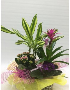 CESTA DE PLANTAS Nº 17