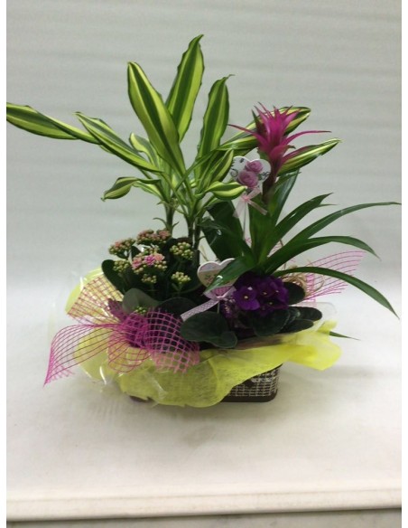 CESTA DE PLANTAS Nº 17