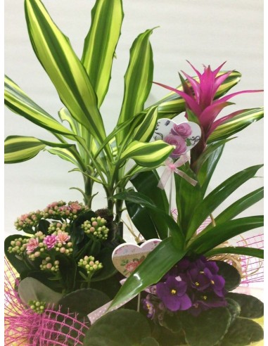 CESTA DE PLANTAS Nº 17