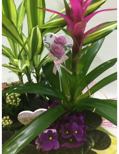 CESTA DE PLANTAS Nº 17