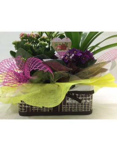 CESTA DE PLANTAS Nº 17