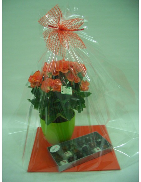 BEGONIA CON BOMBONES