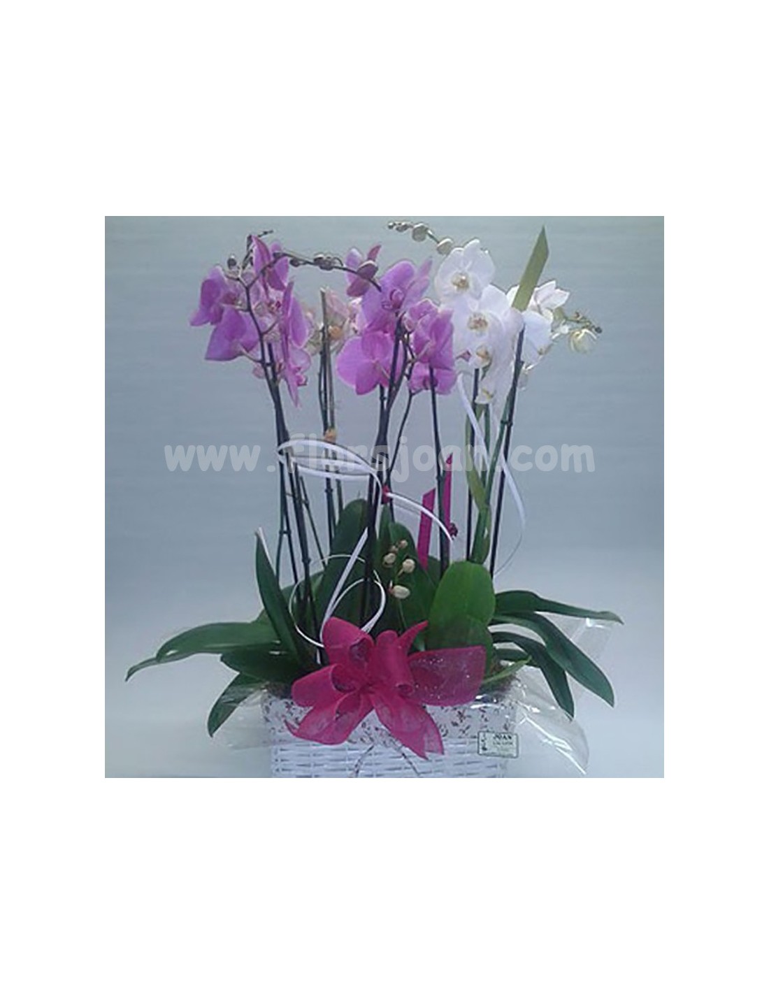 Comprar Cesta con Orquídeas online Barcelona | Flors Joan | Flors Joan