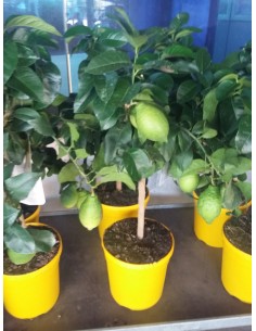 LIMONERO 1.20 M.