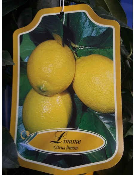 LIMONERO 1.20 M.