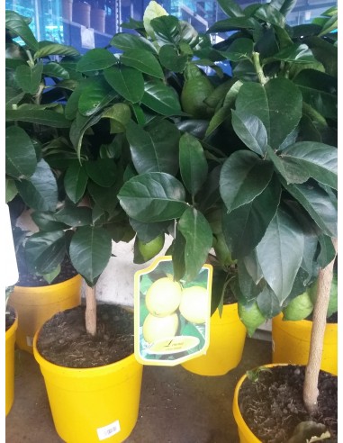 LIMONERO 1.20 M.