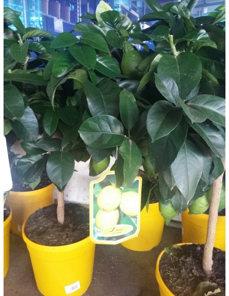 LIMONERO 1.20 M.