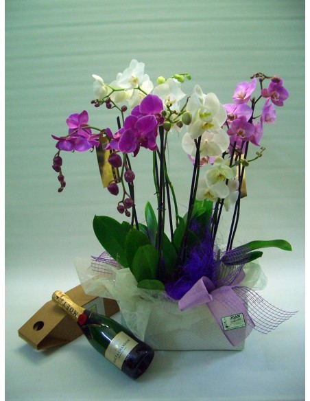 CESTA DE ORQUIDEAS CON MOËT & CHANDON