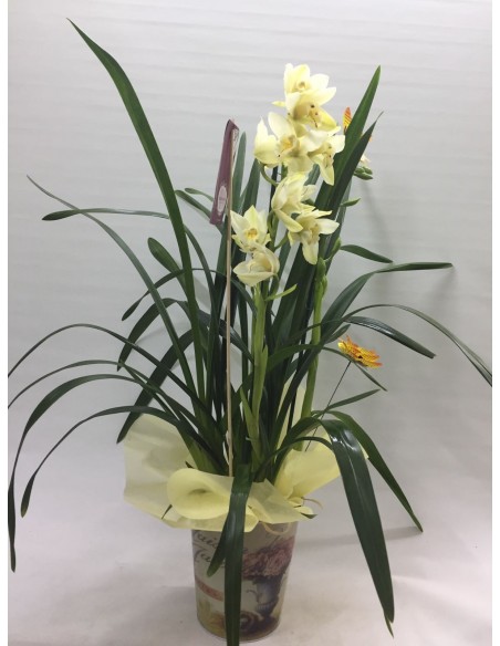 ORQUIDEA CIMBYDIUM