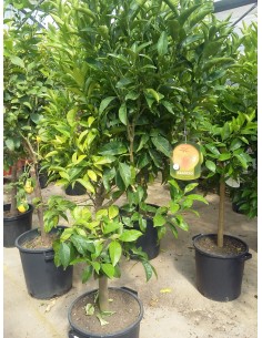 NARANJO DE 1,80 M.