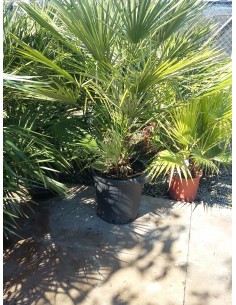 CHAMAEROPS  1,40 M. 