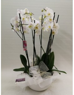 ORQUÍDEAS  BLANCAS CON MACETERO