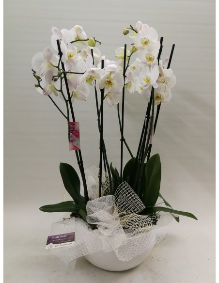 ORQUÍDEAS  BLANCAS CON MACETERO