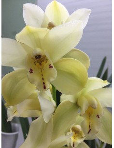 ORQUIDEA CIMBYDIUM 2