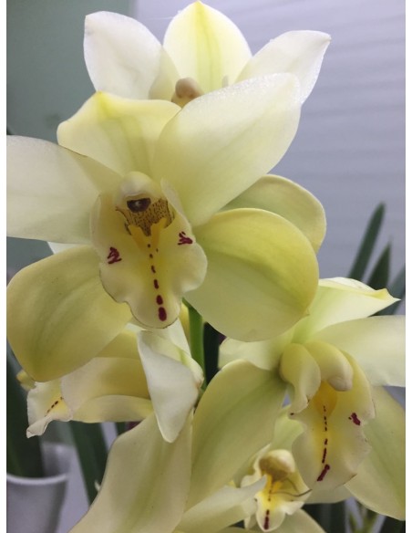 ORQUIDEA CIMBYDIUM