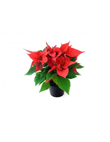 A/PLANTA POINSETIA