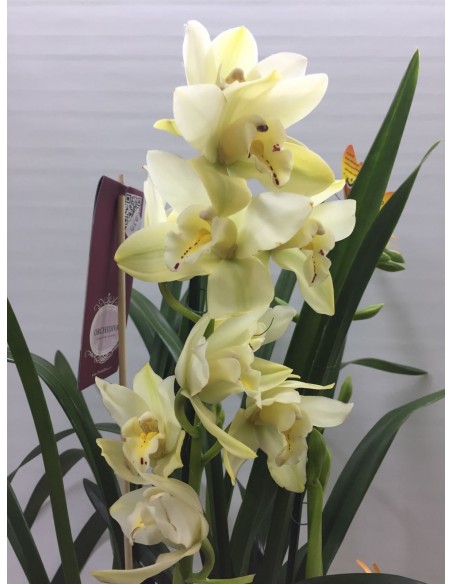 ORQUIDEA CIMBYDIUM