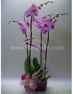 PLANTA DE ORQUÍDEA  Nº 3