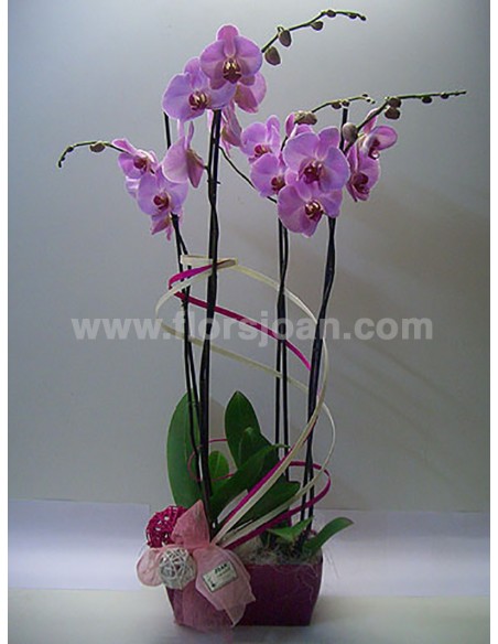 PLANTA DE ORQUÍDEA  Nº 3