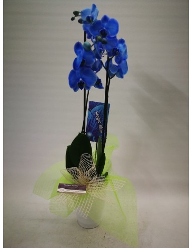 Orquídea Azul con Macetero