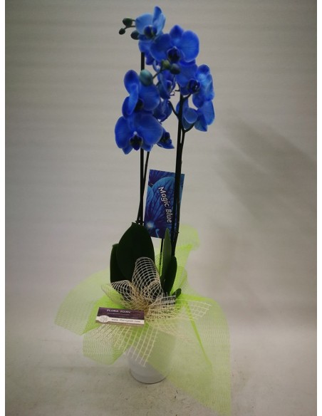 ORQUÍDIA BLAVA AMB TEST CERÀMICA