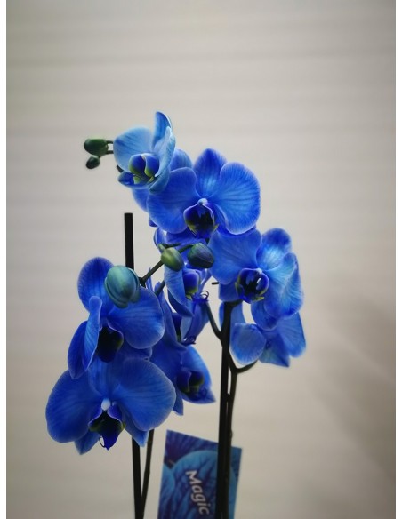 ORQUÍDIA BLAVA AMB TEST CERÀMICA