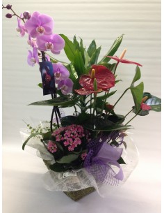 CESTA DE PLANTAS Nº 8