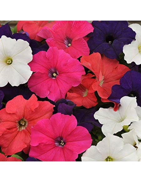 Comprar PETUNIAS (15unid.) online Barcelona | Flors Joan