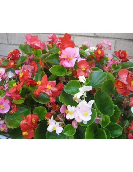 Comprar BEGONIA (15 unid.) online Barcelona | Flors Joan