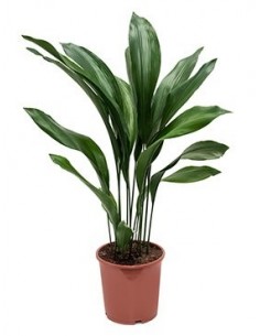 ASPIDISTRA 2