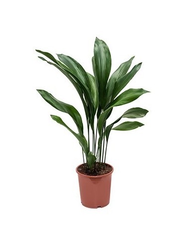 Comprar ASPIDISTRA online Barcelona | Flors Joan